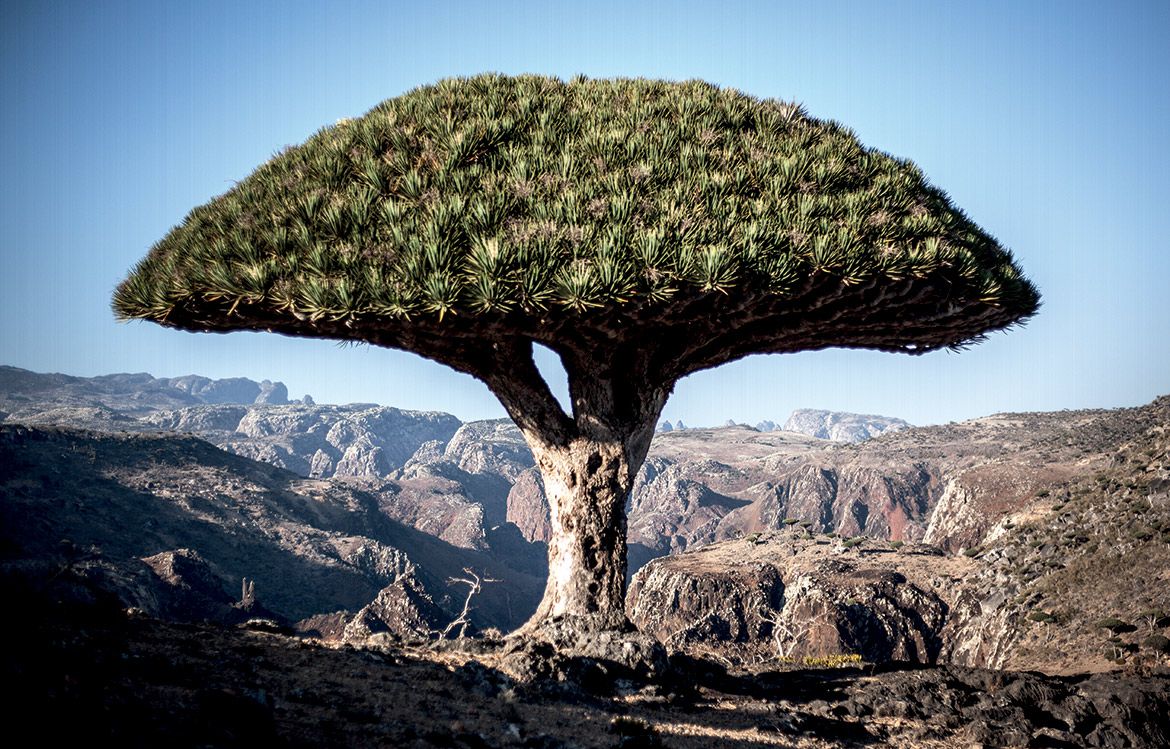 Socotra