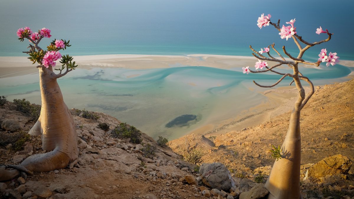 Socotra